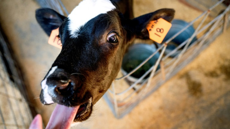 Científicos en EEUU buscan una píldora para limitar los eructos de vacas y ayudar al clima