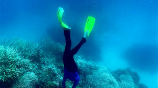 Behörde: Schlimmste jemals beobachtete Korallenbleiche an Australiens Great Barrier Reef