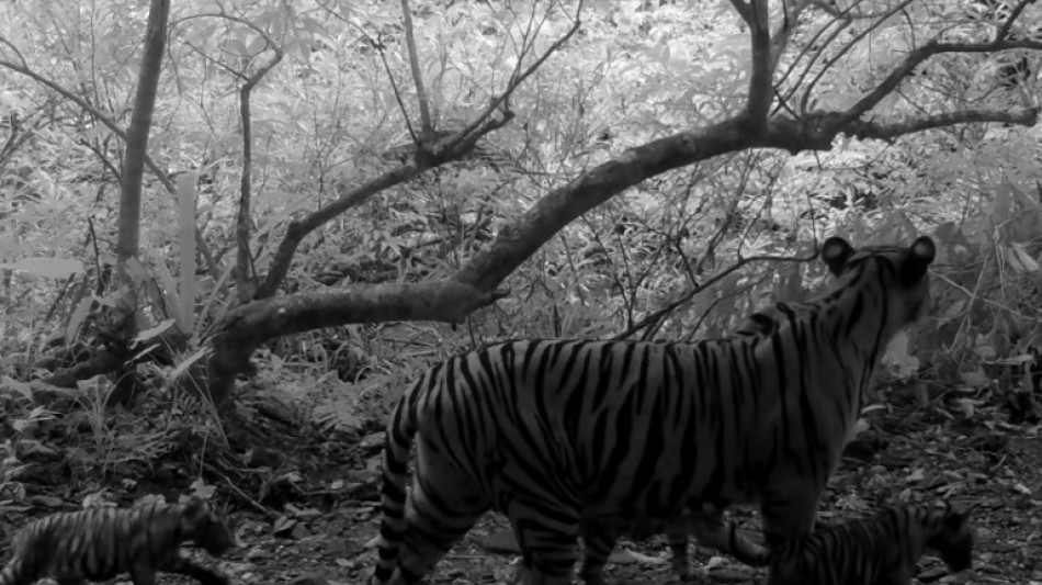 Thaïlande : découverte de trois tigreaux du Bengale dans un parc national