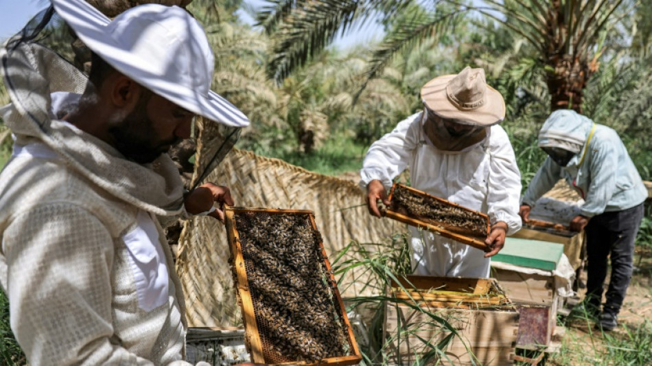 Iraq honey production at the mercy of heat and drought