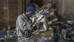 Lions et zèbres de salon: la taxidermie sud-africaine dans la tourmente