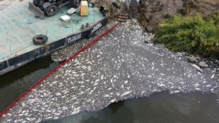 Pollution de l'Oder: environ 300 tonnes de poissons morts (nouvelle estimation)