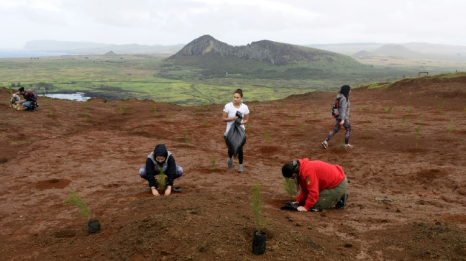 Ile de Pâques: 240.000 arbres pour lutter contre l'érosion des sols