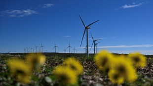 Hérault: des éoliennes sur le banc des accusés pour la mort d'oiseaux protégés