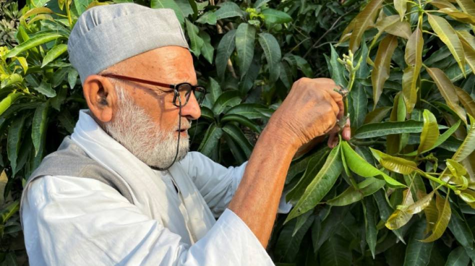 En Inde, l'homme qui fait pousser 300 variétés de mangues