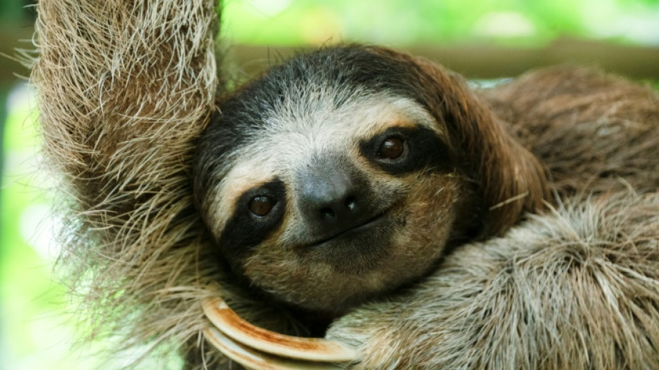 Costa Rican sloth antibiotics offer hope for human medicine 