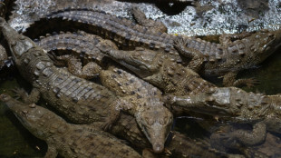 Fighting to save Venezuela's Orinoco Crocodile