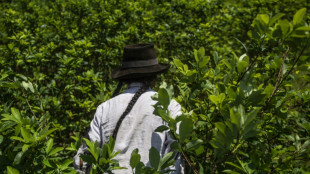 Peru to buy illegal coca crops to battle drug trafficking