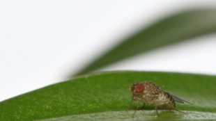 Des chercheurs créent des mouches capables de se reproduire sans fécondation