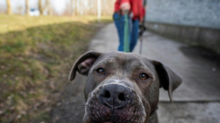 Gericht: Hundeausführer haftet nicht automatisch für entstandene Schäden