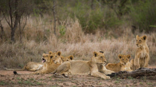 A 8 anni sopravvive 5 giorni in un parco con leoni in Zimbabwe