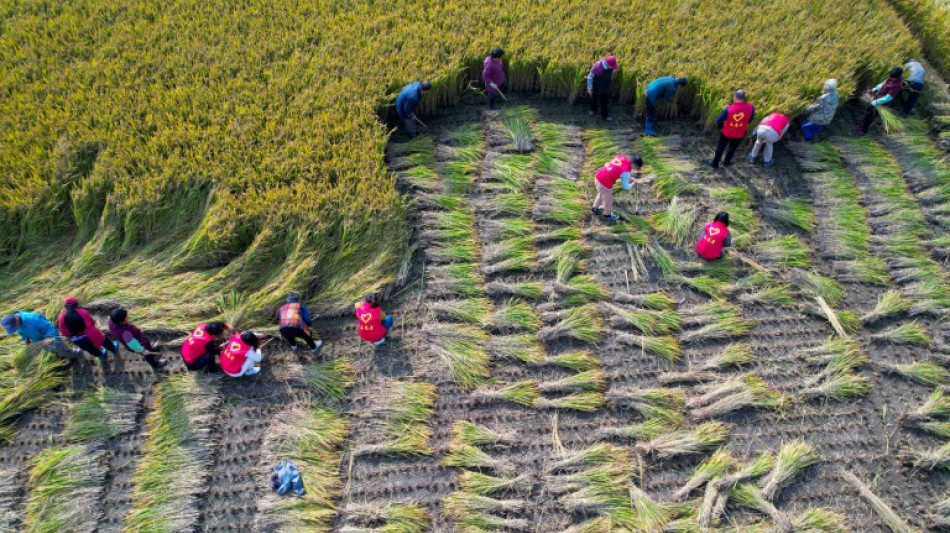 La pollution à l'ozone, un fardeau pour l'agriculture en Asie