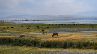 "Les animaux ont soif": la mort à petit feu du plus grand lac de Turquie