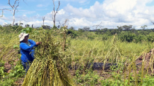 Bolivie : entre cendres et semences, les défis des paysans de la Chiquitania