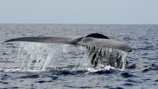 Les baleines bleues absorberaient jusqu'à 10 millions de morceaux de microplastiques par jour