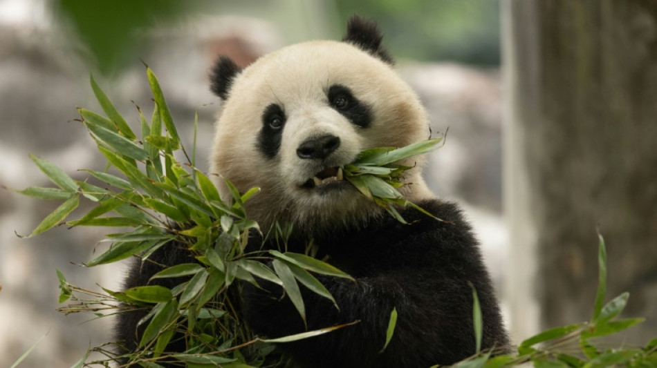 Dos osos pandas parten de China rumbo a Estados Unidos