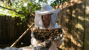 For a best friend to Florida bees, each rescue is personal