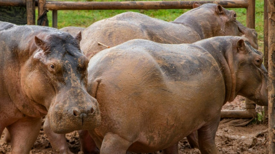 Colombia hopes to remove dead drug lord's hippos