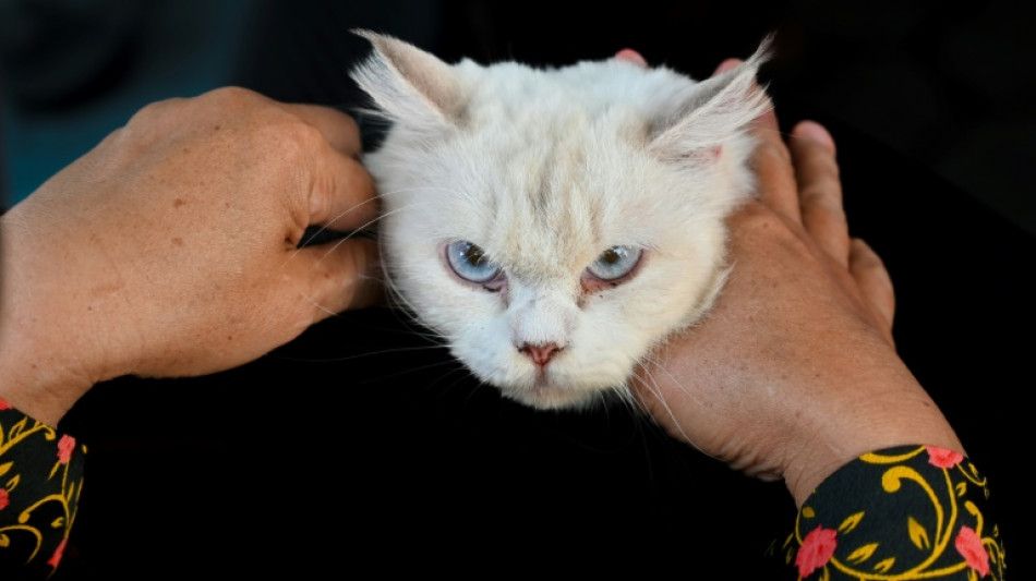 Katze fährt 75 Kilometer in Motorraum auf Autobahn in Nordrhein-Westfalen mit