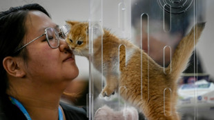 Off leash: China's pet industry shines in ailing economy