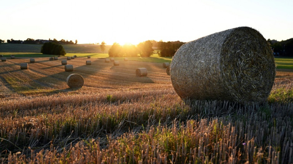 EU-Kommission will Vorgaben zu brachliegendem Ackerland bis 2023 aussetzen