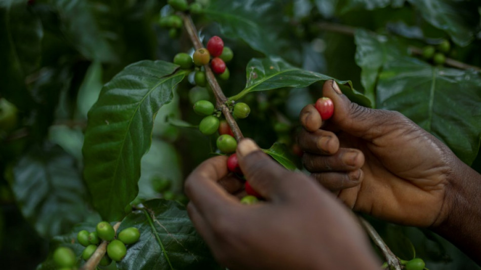 En Mozambique, el café sirve para salvar un bosque tropical único