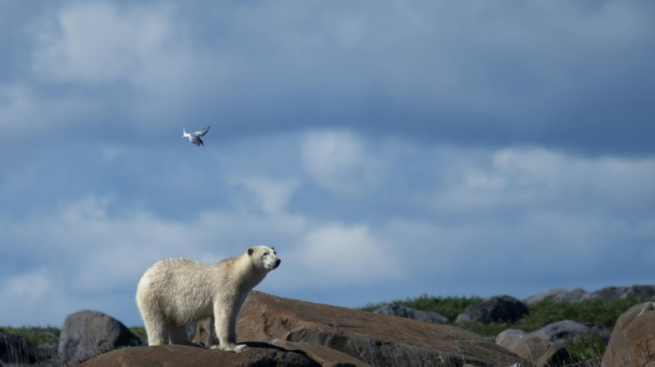 Polar bear kills woman and baby in remote Alaskan village