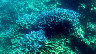 El Nino could imperil Australia's Great Barrier Reef