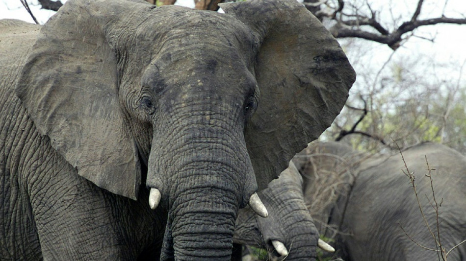 Elephants are not people, US judges say