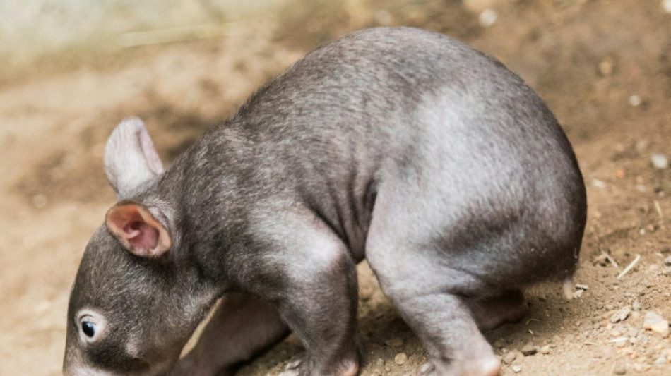 Australians welcome departure of baby wombat grabber