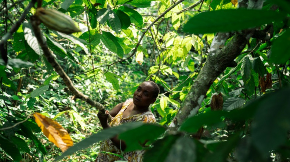 Dans l'est de la RDC, le cacao au cœur des convoitises et des violences