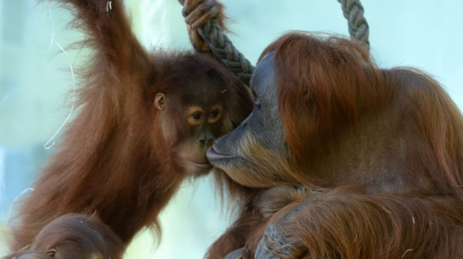 47-jähriger Sumatra-Orang-Utan Mano in Berliner Zoo eingeschläfert