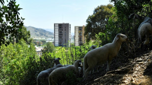 Barcelona recruits sheep, goats to fight wildfires