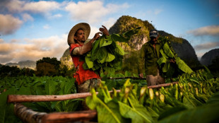 Cuba: la récolte de tabac en baisse pour la confection des célèbres havanes