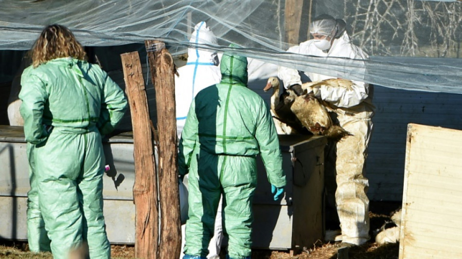 Envolée des charges, grippe aviaire: l'élevage français dans la tourmente
