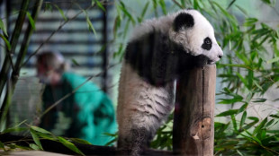 Pandazwillinge in Berliner Zoo ab sofort zusammen mit Mutter Meng Meng zu sehen