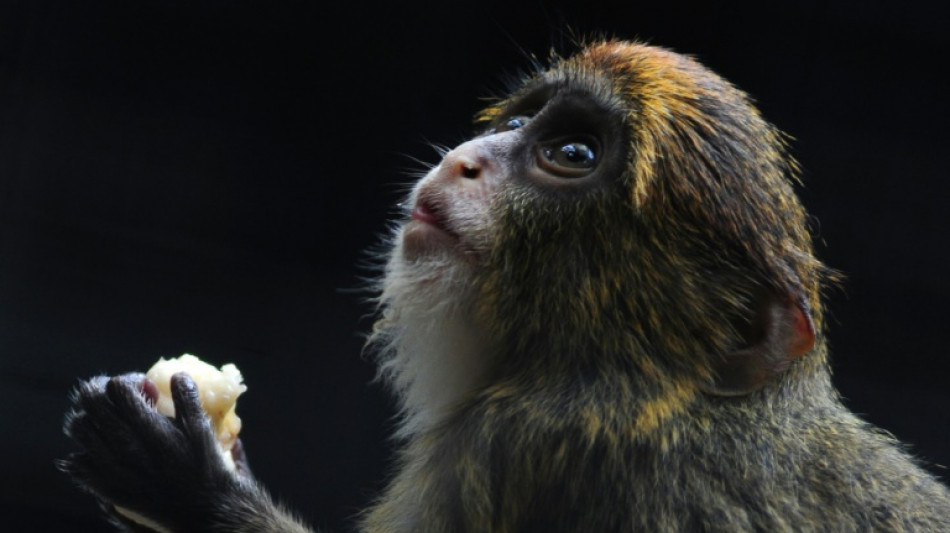 Une section du principal zoo de Hong Kong fermée au public après la mort de huit singes