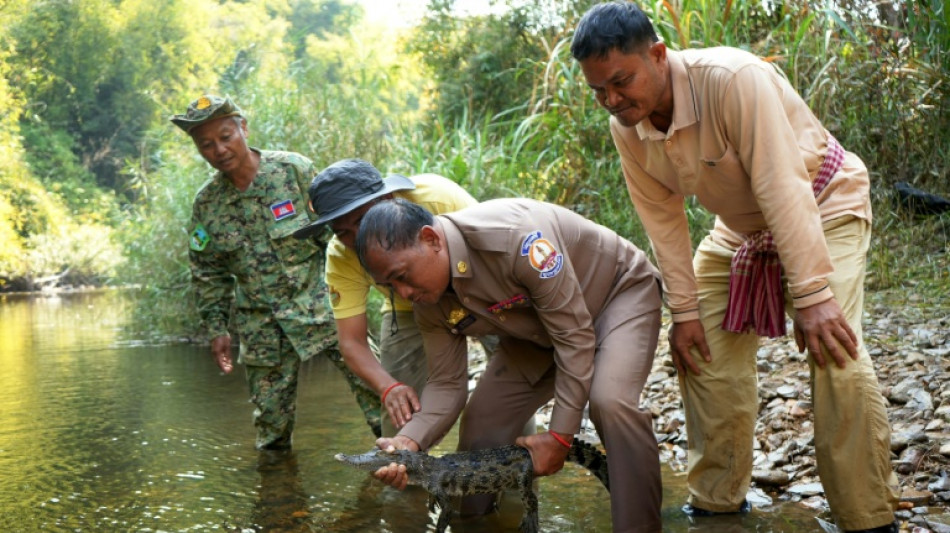 'We will preserve them': saving Cambodia's crocodiles 