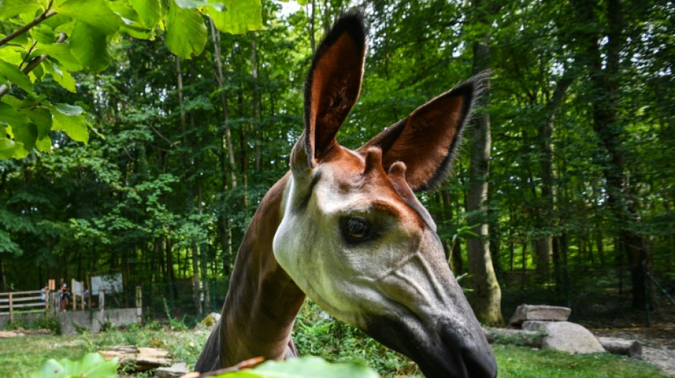 Gold mining threatens 'forest giraffe' in DR Congo