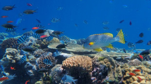 Great Barrier Reef suffers 'widespread' bleaching event