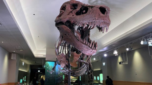 Those protruding T Rex teeth? They were covered by lips: study