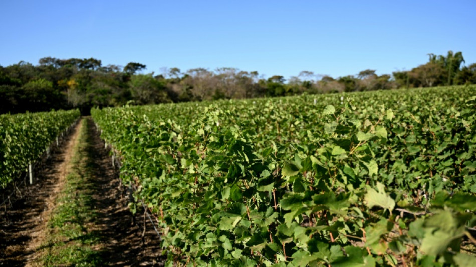 À Brasilia, des vignobles à une heure des lieux de pouvoir