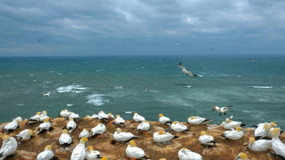 Manövrierunfähiger Frachter löst Notfalleinsatz vor Helgoland aus