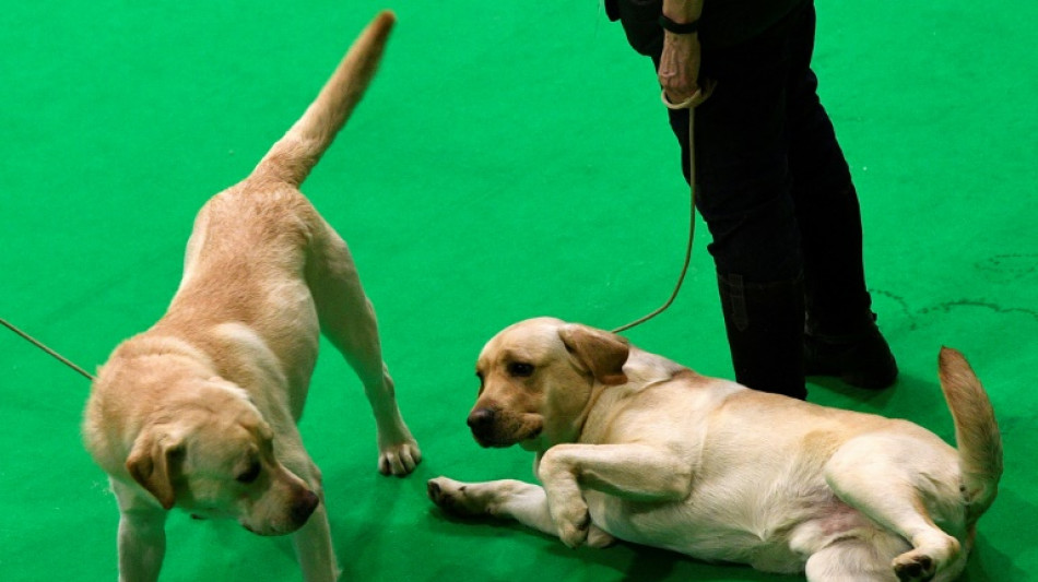 Chunky canines: Study reveals dog obesity gene shared by humans