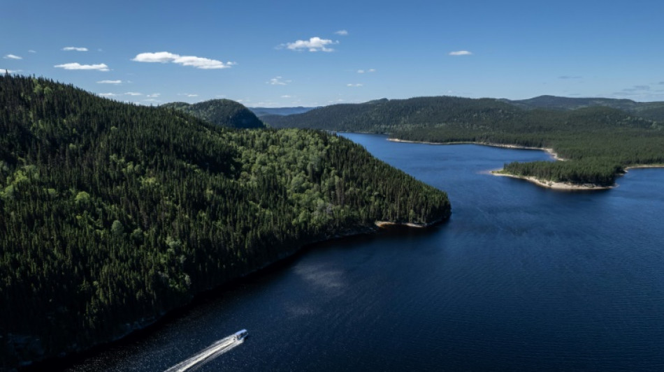 En el bosque boreal de Canadá, un hombre lucha por salvar al caribú