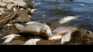 Greenpeace vermutet nach Fischsterben in der Oder Bergbauindustrie als Verursacher