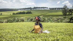 BBC: Arbeiterinnen auf Tee-Plantagen in Kenia jahrelang sexuell missbraucht