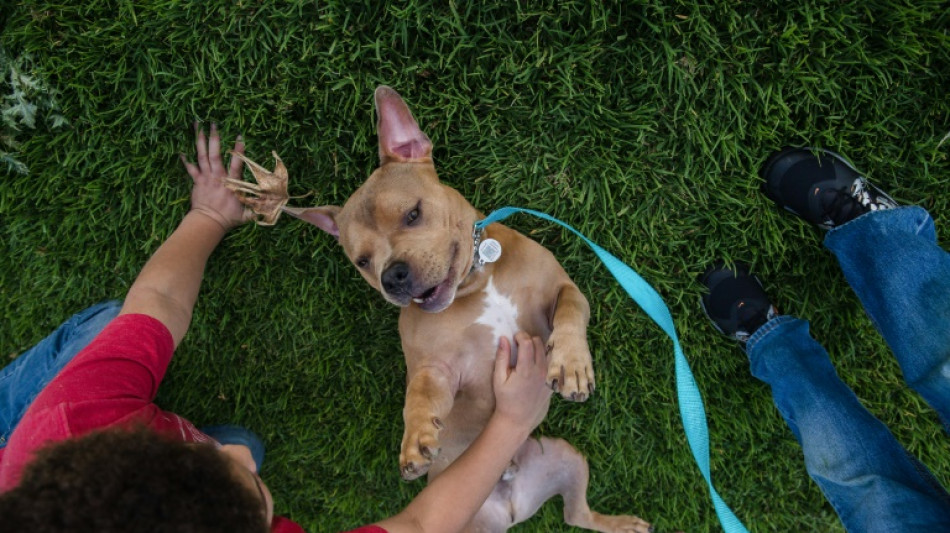 Non, la race d'un chien ne permet pas de prédire son caractère