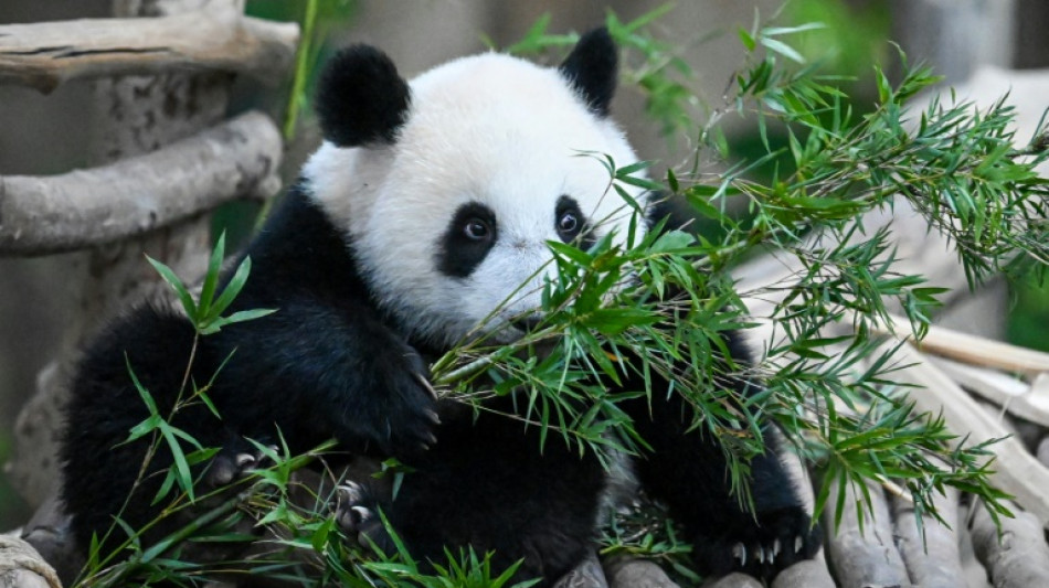 Malasia despide a dos cachorros de panda antes de su traslado a China