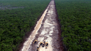 Mexique: la coupe des arbres interdite sur le chantier du Train Maya